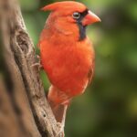 Northern-Cardinal-at-Luna-Sands-RDW_7094.jpg